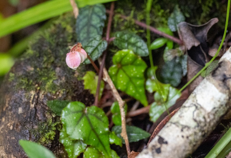 Begonia merrilliana photo 7