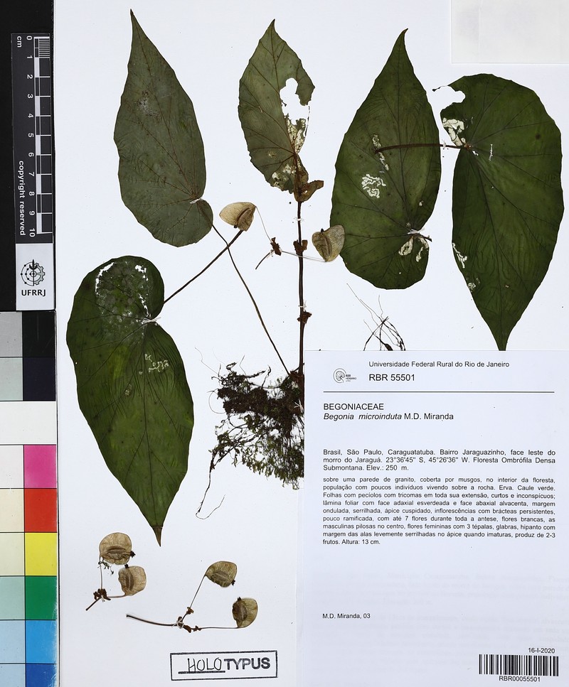 Begonia microinduta