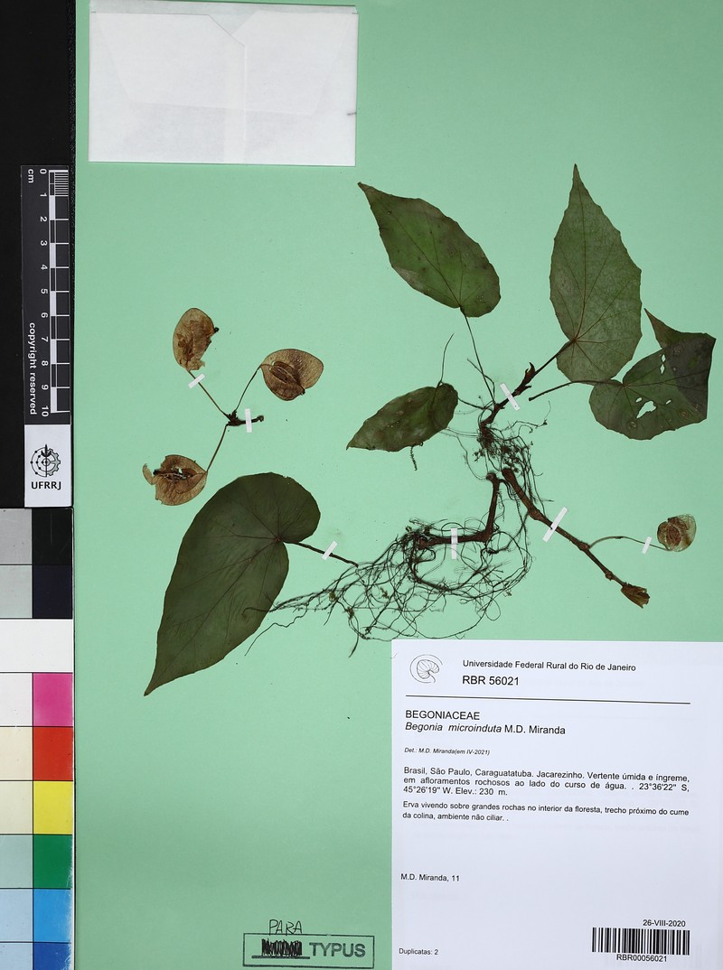 Begonia microinduta photo 2