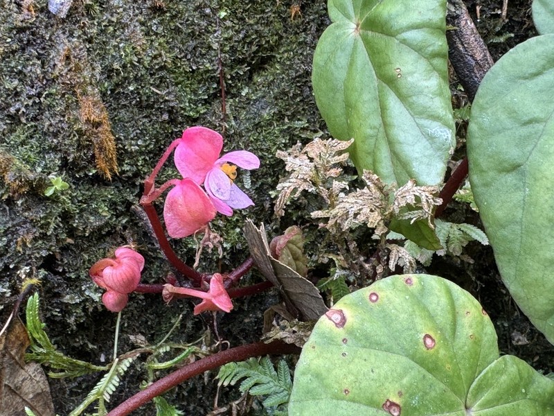 Begonia minhaniae