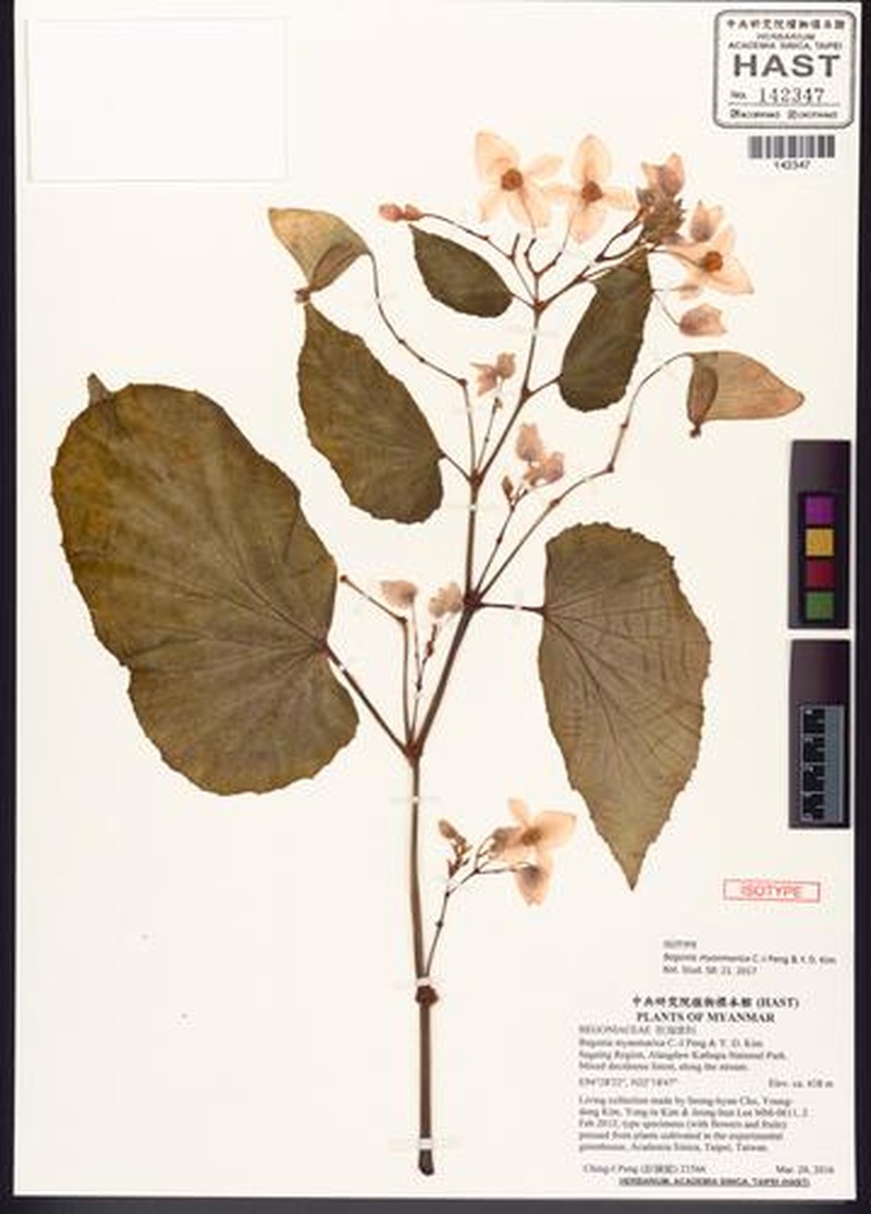 Begonia myanmarica photo 2