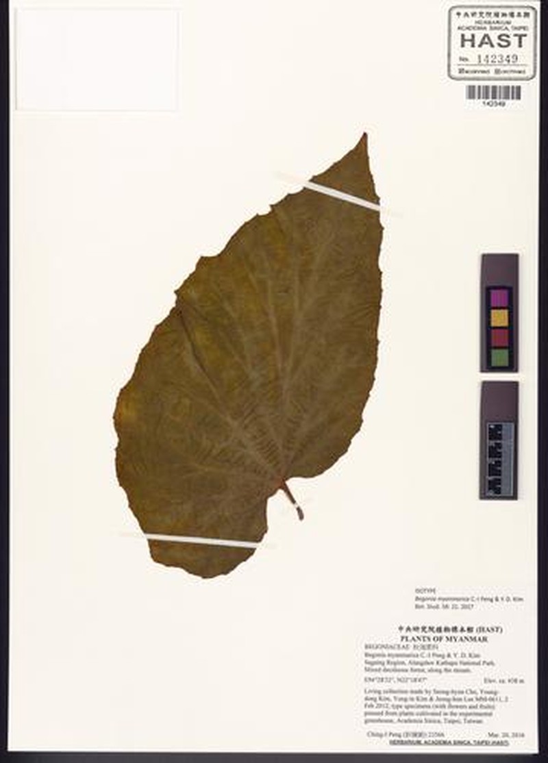 Begonia myanmarica photo 3