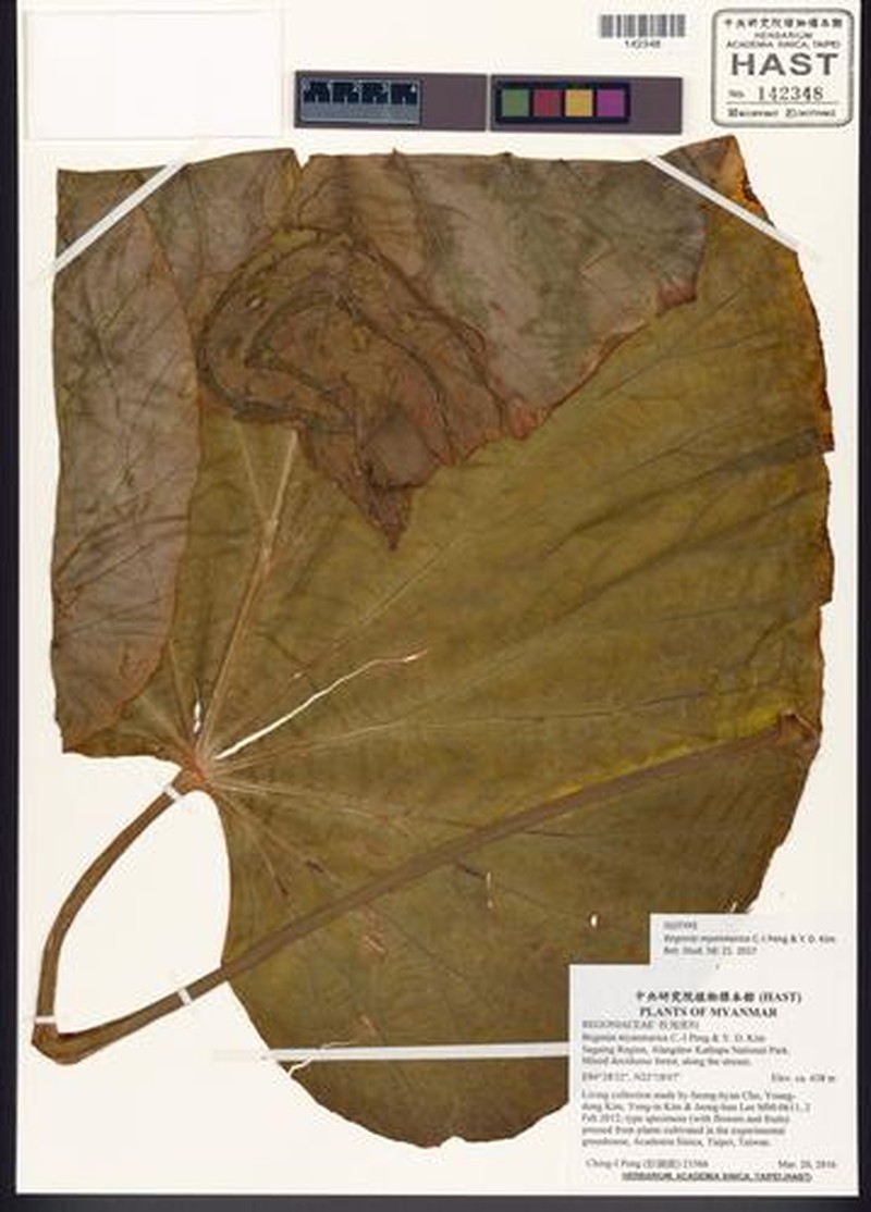 Begonia myanmarica photo 4