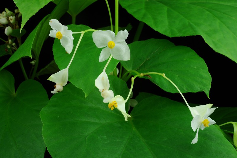 Begonia myanmarica