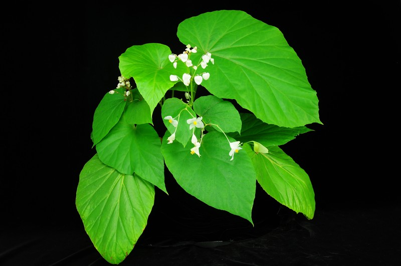 Begonia myanmarica photo 5