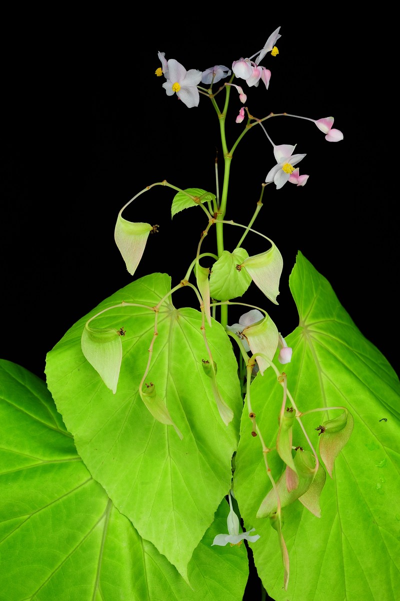 Begonia myanmarica photo 6