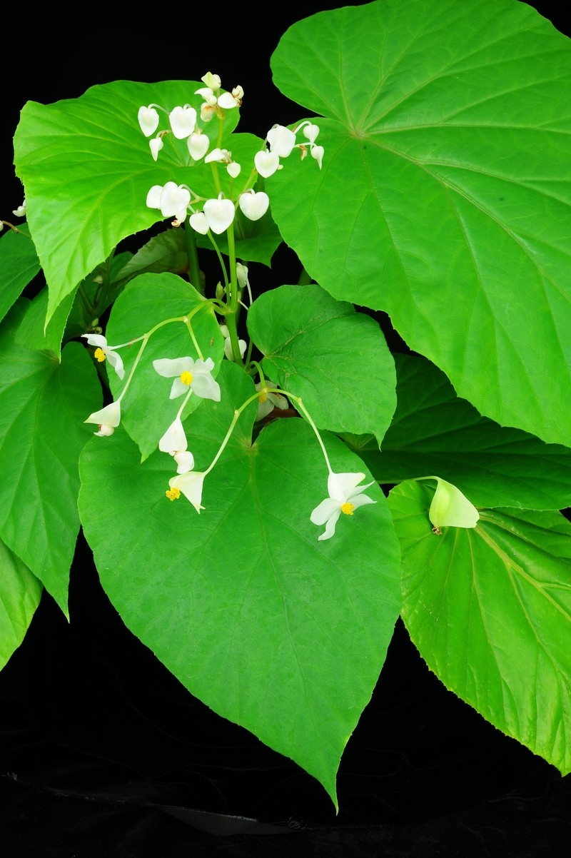 Begonia myanmarica photo 7