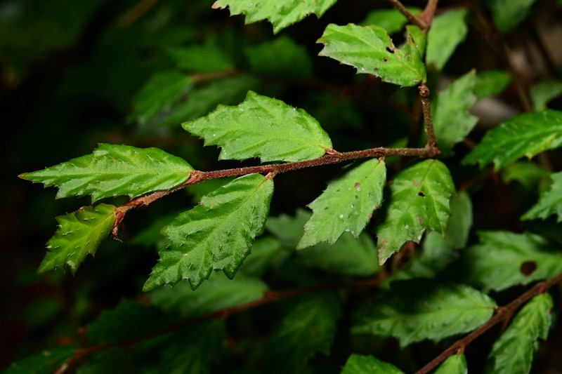 Begonia naemma