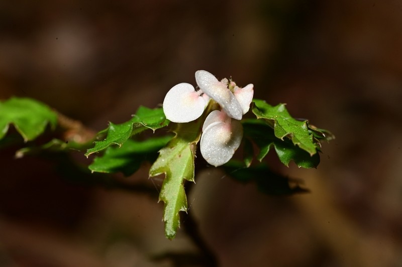 Begonia naemma photo 2