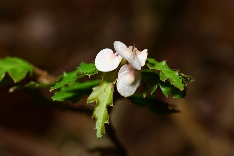 Begonia naemma photo 3