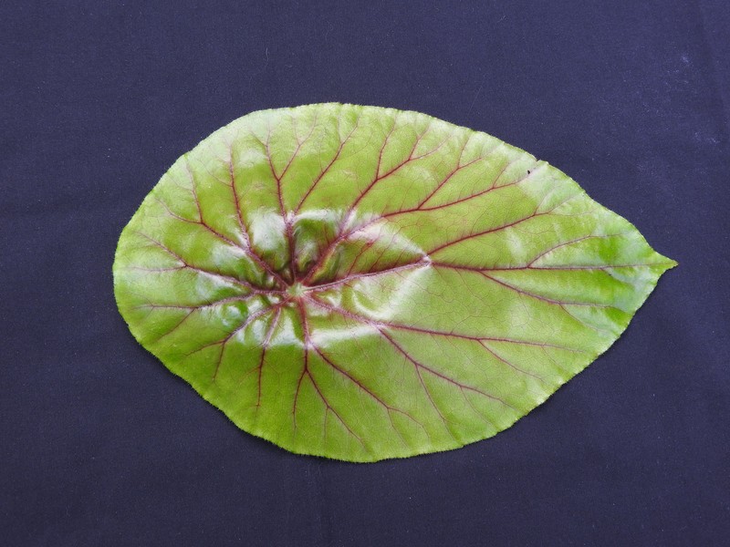 Lilypad Begonia photo 4