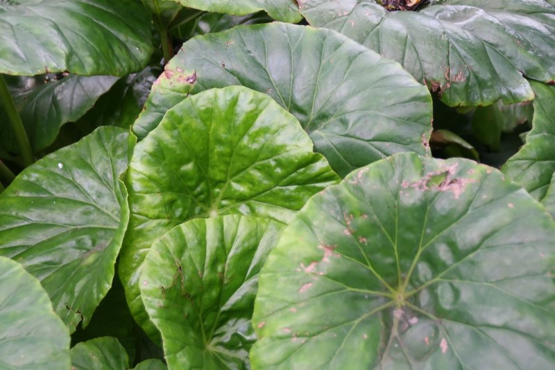 Lilypad Begonia photo 5