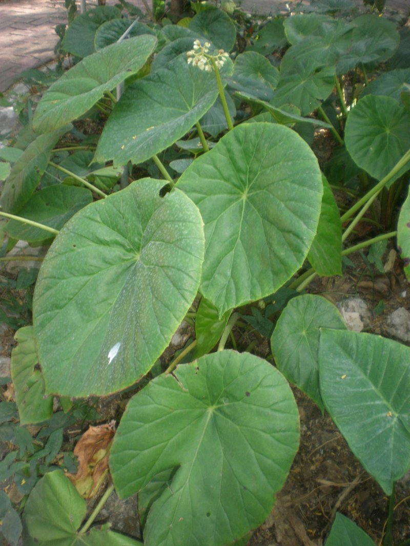 Lilypad Begonia photo 6
