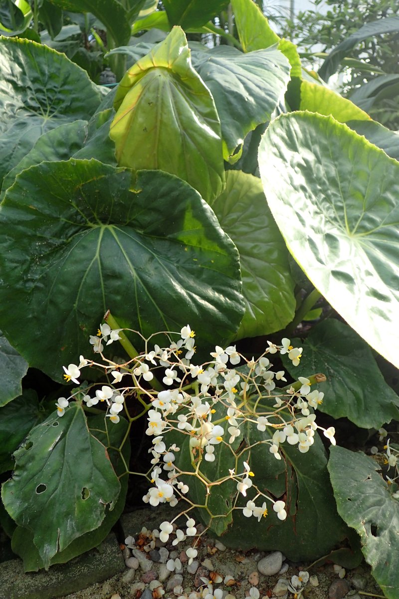 Lilypad Begonia photo 8