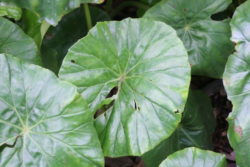 Lilypad Begonia photo 2