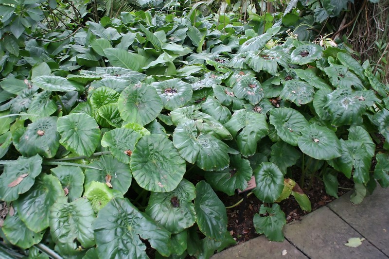 Lilypad Begonia photo 3