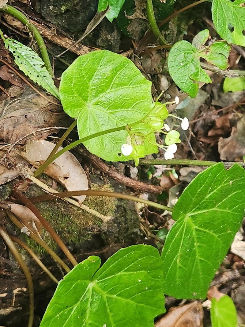 Begonia normaaguilariae