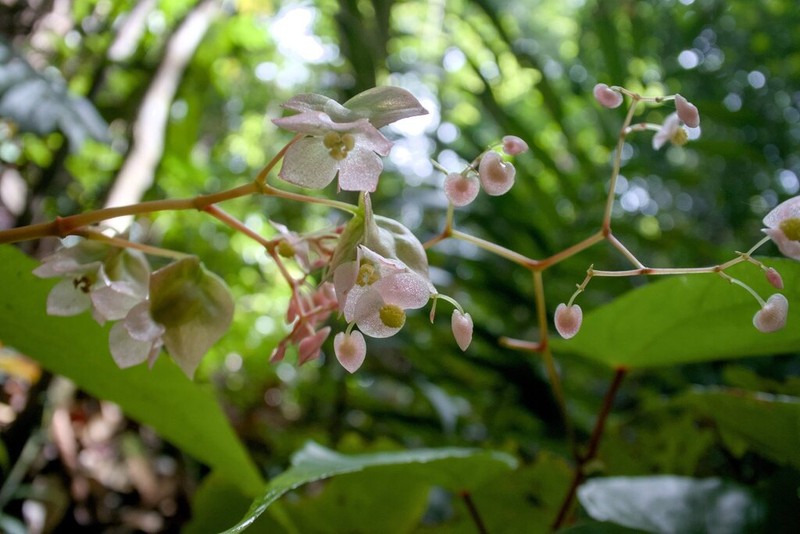 Begonia nothobaramensis
