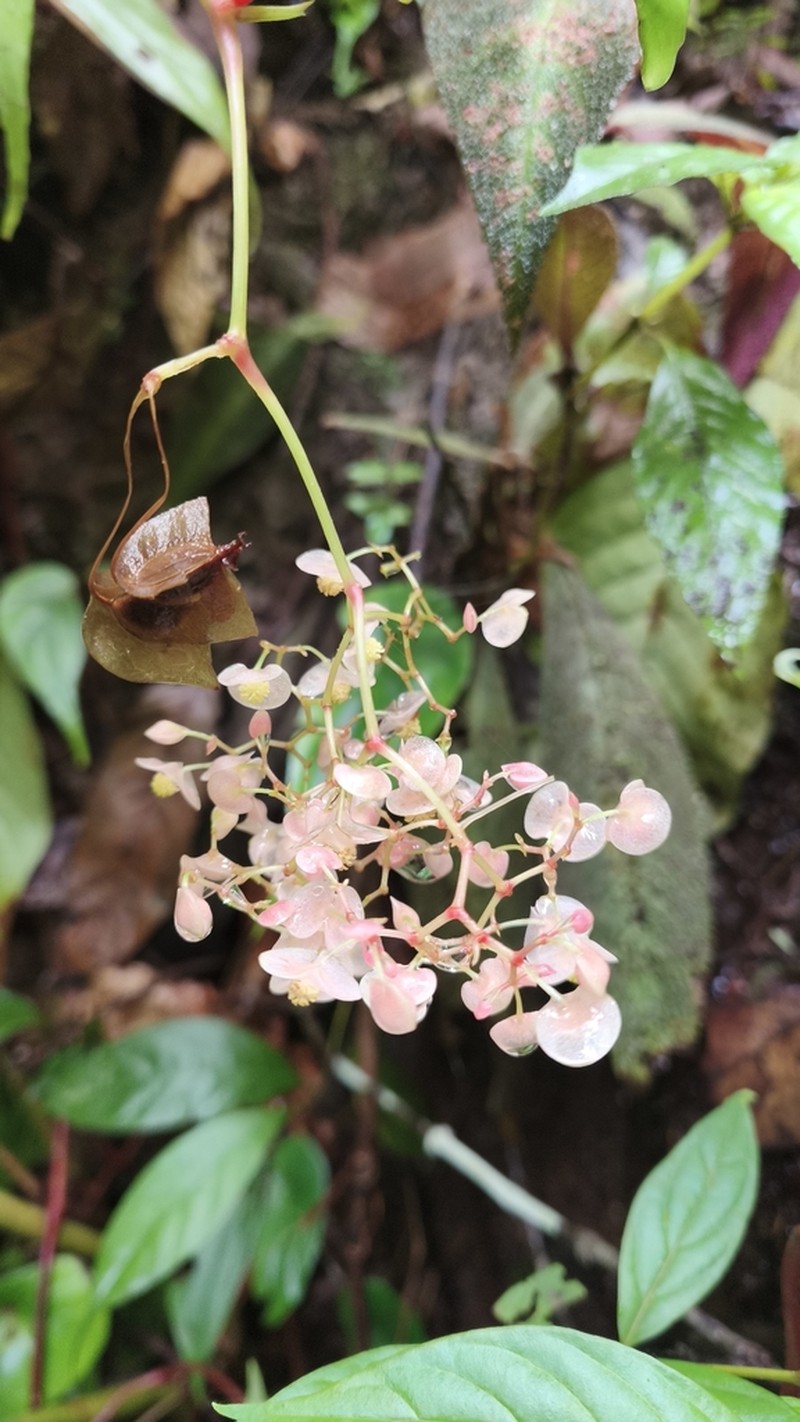 Begonia nothobaramensis photo 3
