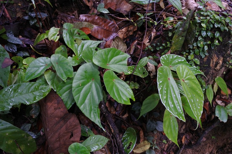 Begonia nothobaramensis photo 4