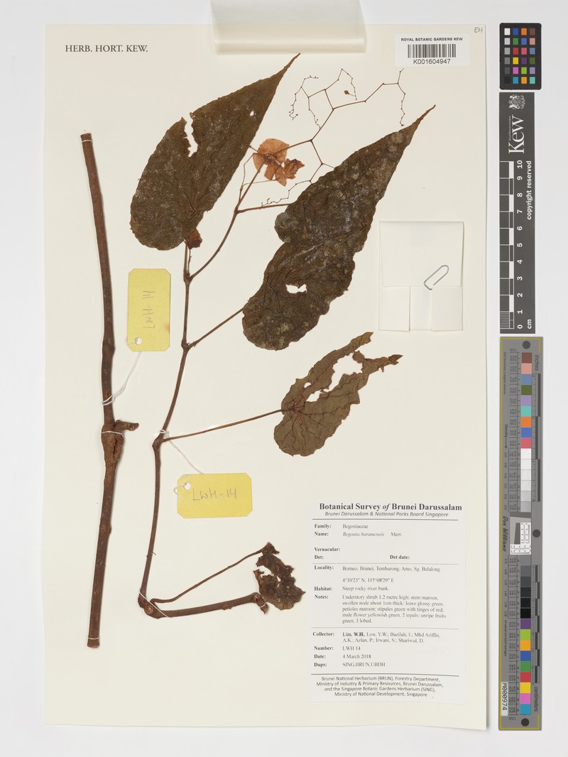 Begonia nothobaramensis photo 6