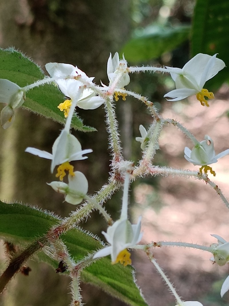 Begonia nunezii