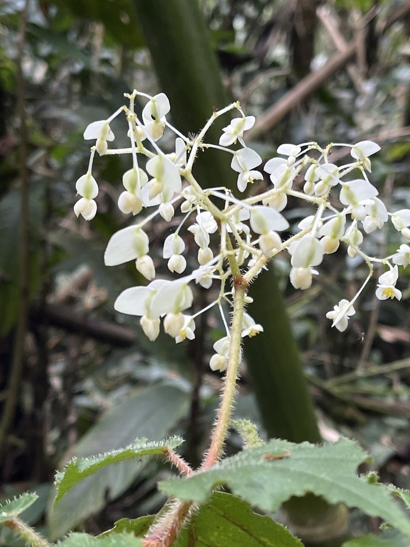Begonia nunezii photo 2