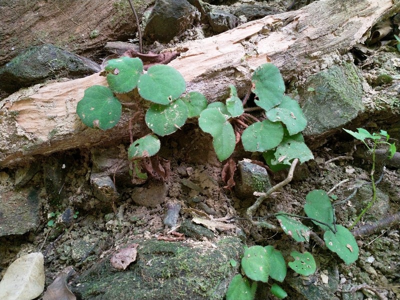 Begonia obscuribracteata