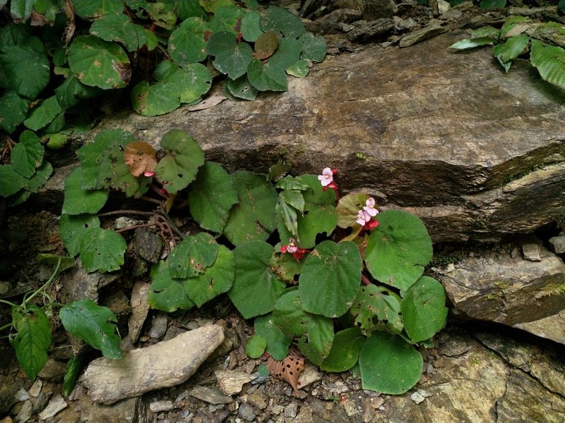 Begonia obscuribracteata photo 2