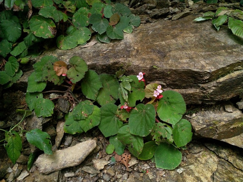 Begonia obscuribracteata photo 3