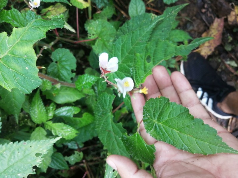 Begonia oleosa photo 4