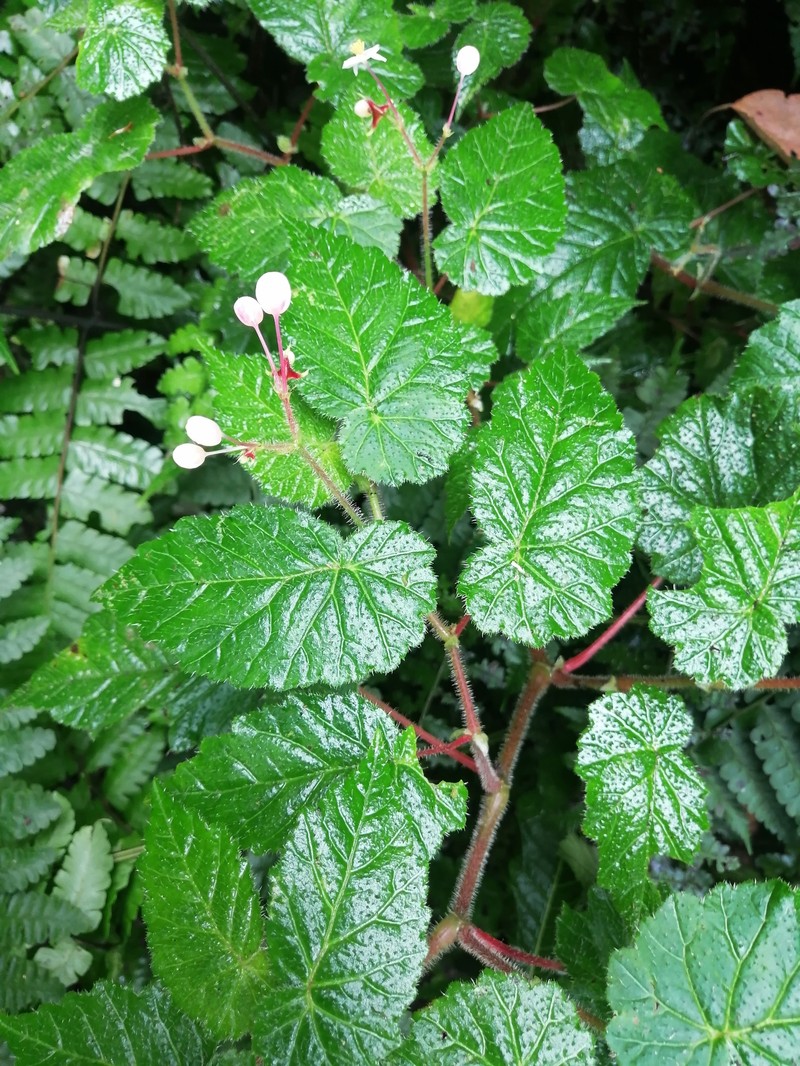 Begonia oleosa photo 5