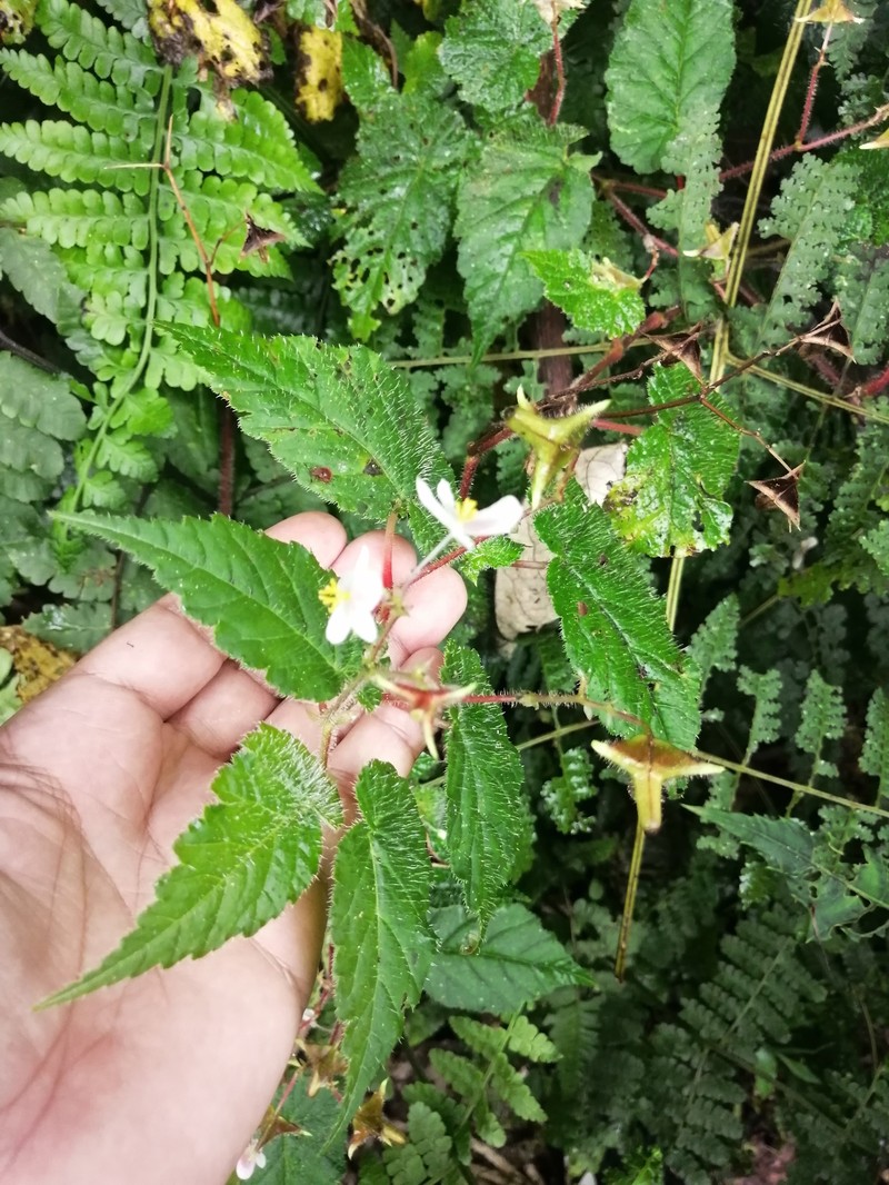 Begonia oleosa photo 6
