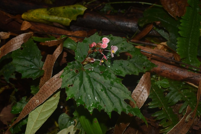 Begonia olganunezae
