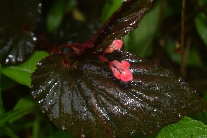 Begonia olganunezae photo 2
