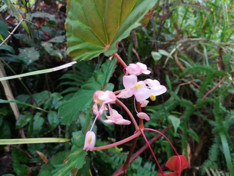 Begonia olganunezae photo 3