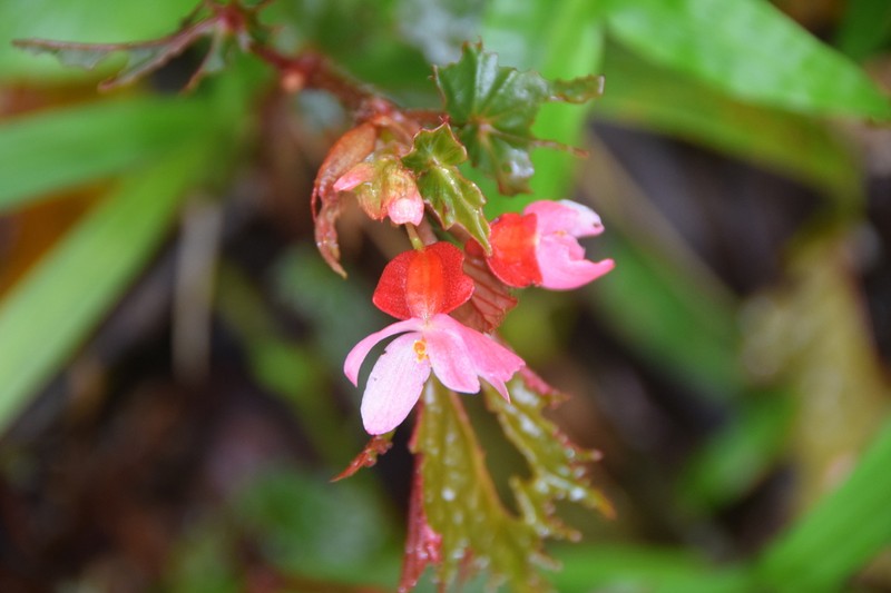 Begonia olganunezae photo 6