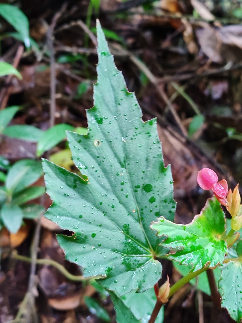 Begonia olganunezae photo 8