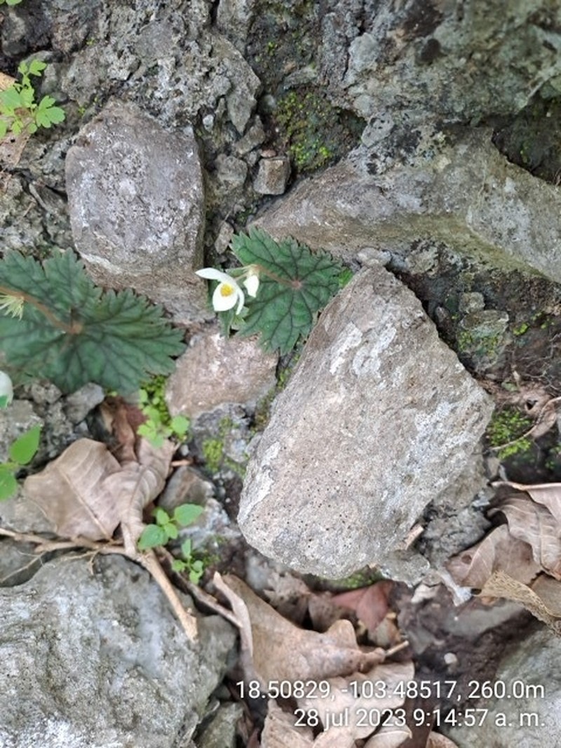 Begonia ostulensis photo 2