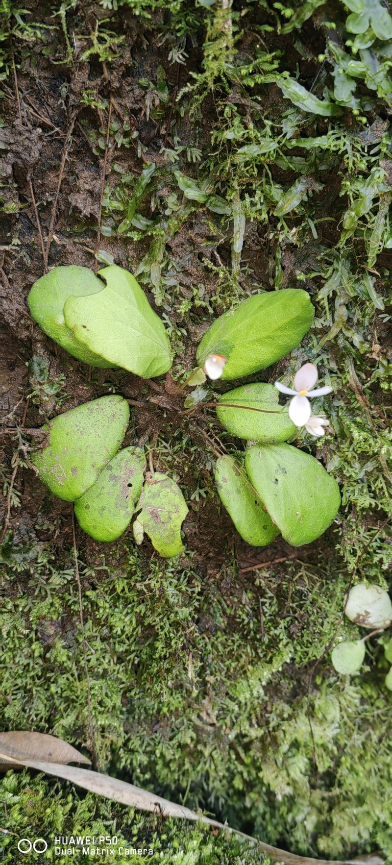 Begonia padawanensis photo 2