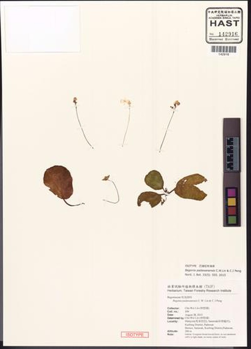 Begonia padawanensis photo 3