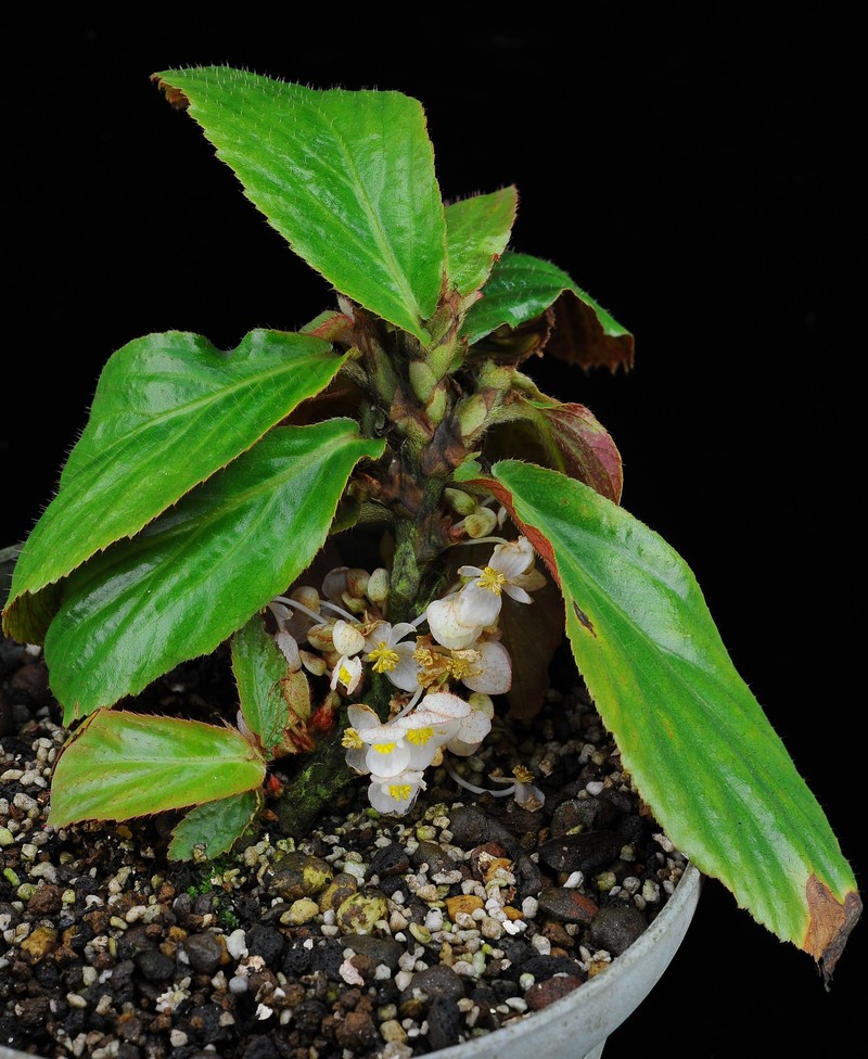 Begonia paracauliflora