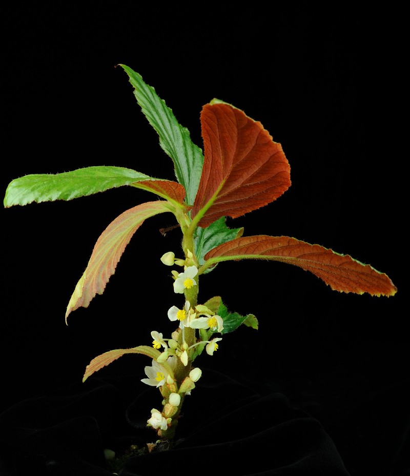 Begonia paracauliflora photo 2