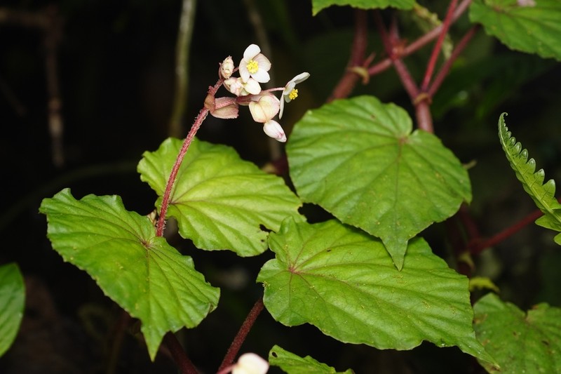 Begonia pedemontana