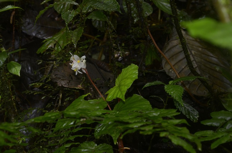Begonia pedemontana photo 2