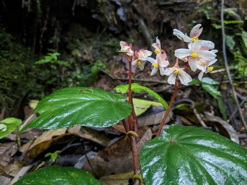 Begonia pedemontana photo 3