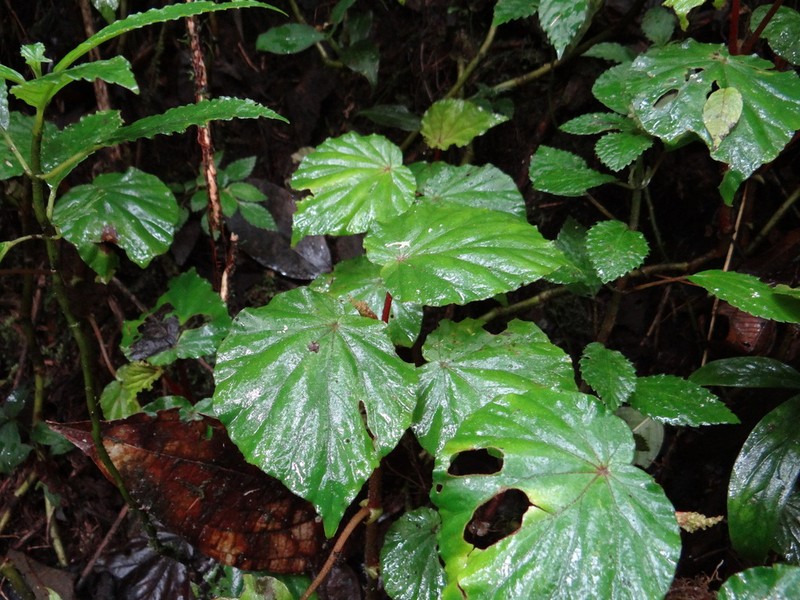 Begonia pedemontana photo 4