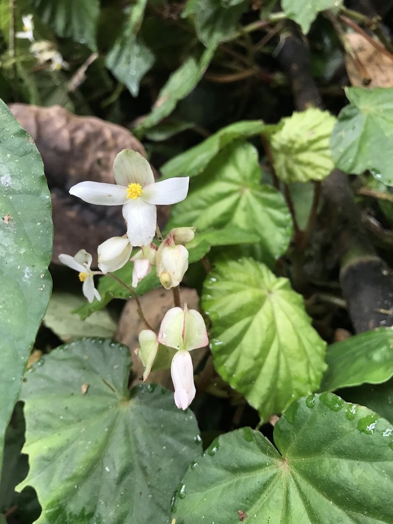 Begonia pedemontana photo 5