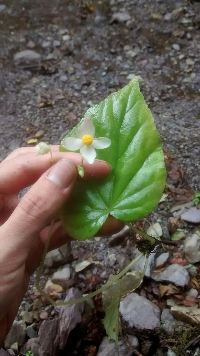 Begonia pedemontana photo 6