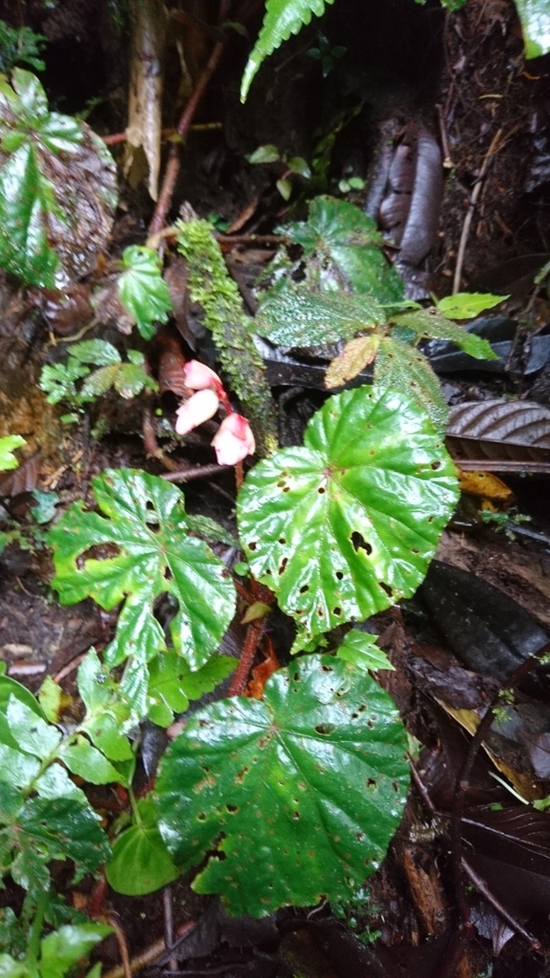 Begonia pedemontana photo 7